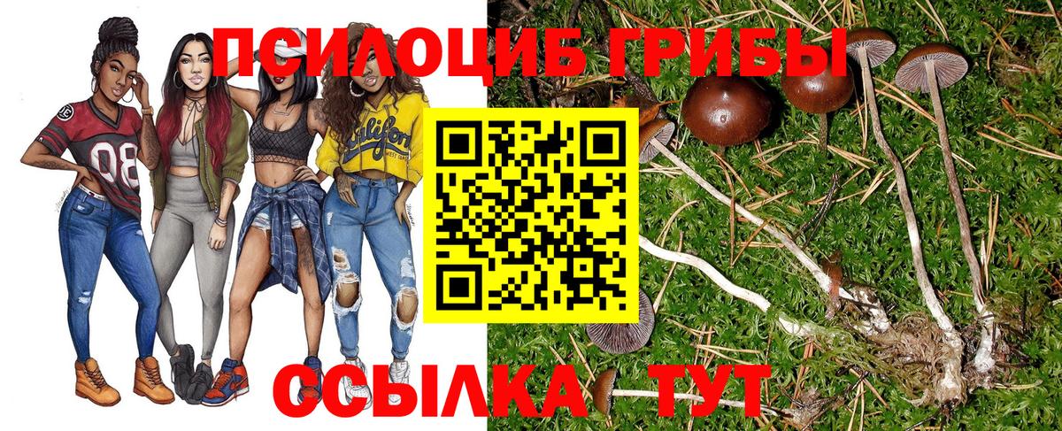 Галлюциногенные грибы Psilocybe Железногорск